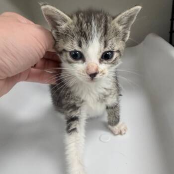 Calzone -  Domestic Short Hair Cat for Adoption in Jupiter, Florida - Calzone | PetCurious