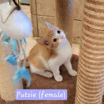 Putzie -  Domestic Short Hair Cat for Adoption in Hernando, Mississippi - Putzie | PetCurious