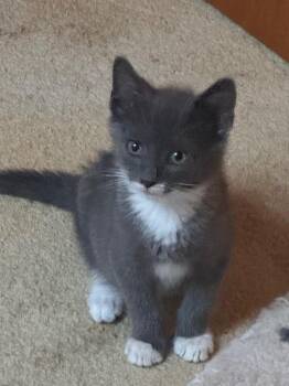 Linus -  American Shorthair Cat for Adoption in Hagaman, New York - Linus | PetCurious