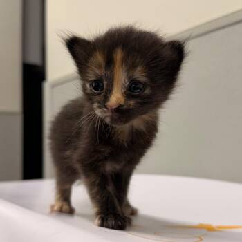 Sugar -  Domestic Short Hair Cat for Adoption in Tampa, Florida - Sugar | PetCurious