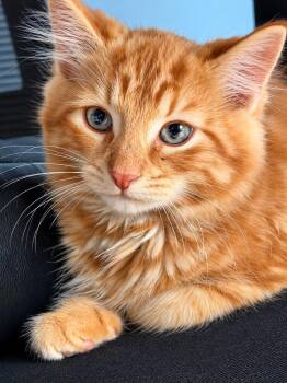 Bert -  Domestic Long Hair Cat for Adoption in Victor, New York - Bert | PetCurious