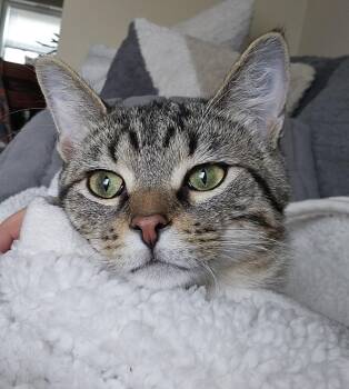 Eddie -  Domestic Short Hair Cat Available for Adoption in New Berlin, Wisconsin - Eddie | PetCurious