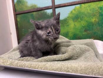 QUAIL -  Domestic Short Hair Cat for Adoption in Houston, Texas - QUAIL | PetCurious