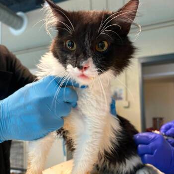 Domestic Short Hair Cats Available for Adoption in Huntington, West Virginia - Five Oh | PetCurious