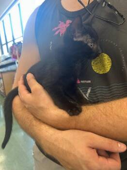 Hugo -  Domestic Short Hair Cat for Adoption in Mountain Home, Arkansas - Hugo | PetCurious