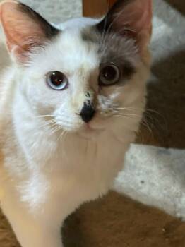 Domestic Long Hair Cats Available for Adoption in Schertz, Texas - Jazmine (SH) | PetCurious