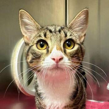 Lunchable -  Domestic Short Hair Cat for Adoption in Walnut Creek, California - Lunchable | PetCurious