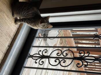 Sharpie -  Domestic Short Hair Cat Available for Adoption in Dayton, Ohio - Sharpie | PetCurious