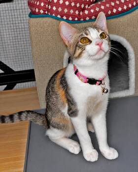 Honey D -  Dilute Calico Cat for Adoption in Fresno, California - Honey D | PetCurious