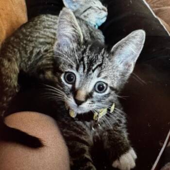Rufus (yellow collar) -  Domestic Short Hair Cat for Adoption in Wheeling, Illinois - Rufus (yellow Collar) | PetCurious