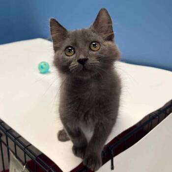 Mateo -  Domestic Medium Hair Cat for Adoption in Candler, North Carolina - Mateo | PetCurious