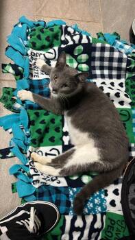 Leif -  Domestic Short Hair Cat for Adoption in Hamilton, Ohio - Leif | PetCurious