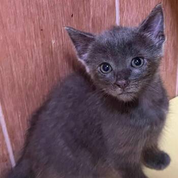 Melody -  Domestic Short Hair Cat for Adoption in Concord, North Carolina - Melody | PetCurious