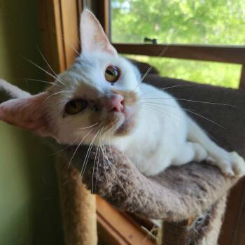 Domestic Short Hair Cats Available for Adoption in Fredericksburg, Virginia - Turanni | PetCurious
