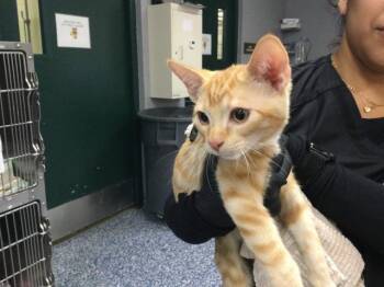 A1928343 -  Domestic Short Hair Cat for Adoption in Thousand Palms, California - A1928343 | PetCurious