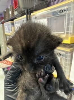 61362514 -  Domestic Short Hair Cat for Adoption in El Paso, Texas - 61362514 | PetCurious