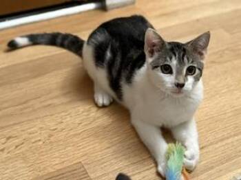 Merlin -  Domestic Short Hair Cat for Adoption in Lemoyne, Pennsylvania - Merlin | PetCurious