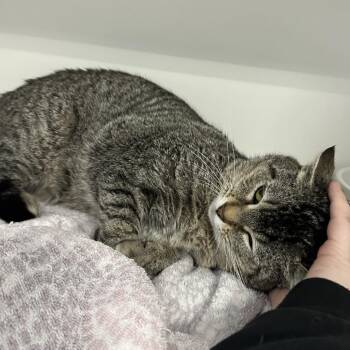 Domestic Short Hair Cats Available for Adoption - MURPHY | PetCurious