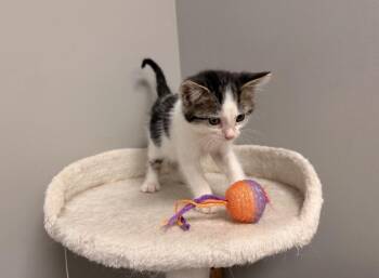 Domestic Short Hair Cats Available for Adoption in Batesville, Arkansas - Sprout | PetCurious