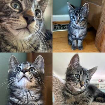 D-Box -  Tabby Cat for Adoption in Wyandotte, Michigan - D-Box | PetCurious