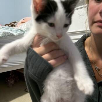 Alfredo -  Domestic Medium Hair Cat for Adoption in Crystal Lake, Illinois - Alfredo | PetCurious