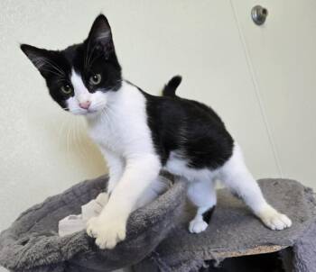 Boston -  Domestic Short Hair Cat for Adoption in Larned, Kansas - Boston | PetCurious