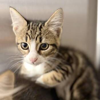 Quid -  Domestic Short Hair Cat for Adoption in Atlanta, Georgia - Quid | PetCurious