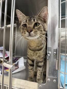 Gizmo -  Domestic Short Hair Cat for Adoption in Westland, Michigan - Gizmo | PetCurious
