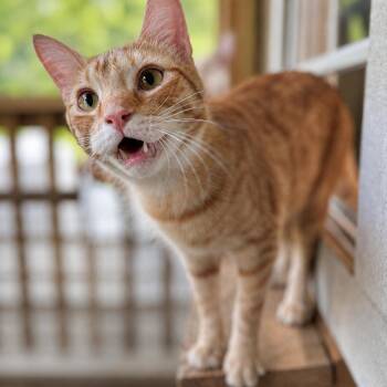 Twix -  Domestic Short Hair Cat for Adoption in Rixeyville, Virginia - Twix | PetCurious
