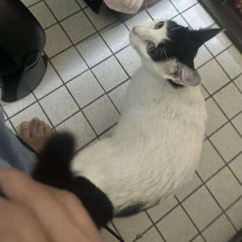 Daria -  Domestic Short Hair Cat for Adoption in New York, New York - Daria | PetCurious