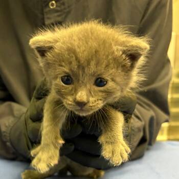 Theodore -  Domestic Short Hair Cat for Adoption in Keizer, Oregon - Theodore | PetCurious