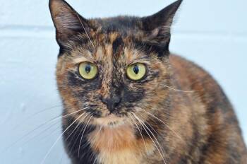 Domestic Short Hair Cats Available for Adoption in Sanford, Florida - Mama Sue | PetCurious