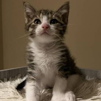 Domestic Short Hair Cats Available for Adoption in Overland Park, Kansas - Uno | PetCurious