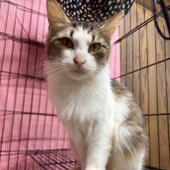 Priscilla "Prissy" (The forgotten) -  Domestic Long Hair Cat for Adoption in Lancaster, Ohio - Priscilla "Prissy" (The Forgotten) | PetCurious