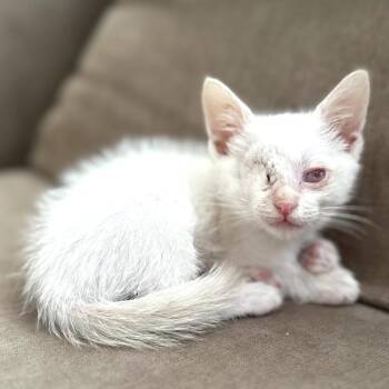 Toby -  Domestic Short Hair and Siamese Cat for Adoption in Long Beach, California - Toby | PetCurious