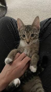 Ricky -  Domestic Short Hair Cat for Adoption in O