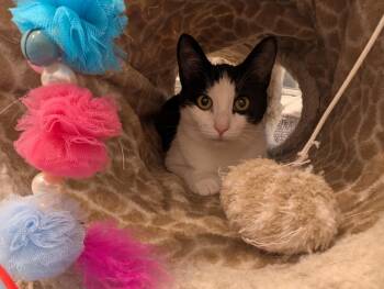 Rescue Domestic Short Hair Cats for Adoption in Brantford, Ontario - Lynx And Lupa | PetCurious