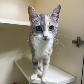 Shirley -  Domestic Short Hair Cat for Adoption in Mocksville, North Carolina - Shirley | PetCurious