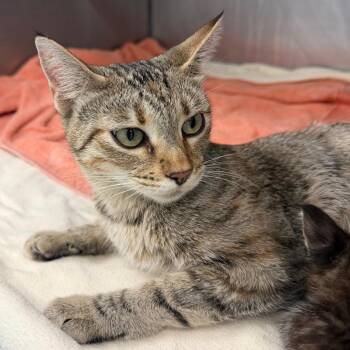 Garden State -  Domestic Short Hair Cat for Adoption in Austin, Texas - Garden State | PetCurious