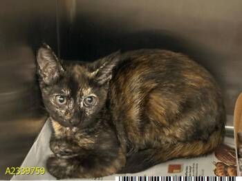 CALLIE -  Domestic Short Hair Cat for Adoption in West Palm Beach, Florida - CALLIE | PetCurious