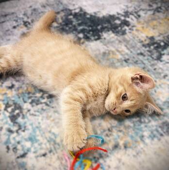 Clay -  Domestic Long Hair and Tabby Cat for Adoption in Fort Myers, Florida - Clay | PetCurious