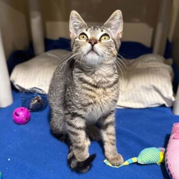 Spinosaurus -  Domestic Short Hair and Tabby Cat for Adoption in Penn Yan, New York - Spinosaurus | PetCurious