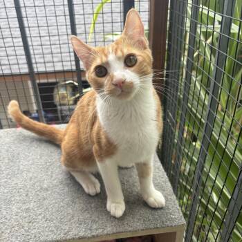 Puss N Boots -  Domestic Short Hair Cat for Adoption in Costa Mesa, California - Puss N Boots | PetCurious