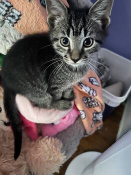 Rescue Domestic Short Hair and American Shorthair Cats for Adoption in Lincoln Park, Michigan - Biggie Smalls | PetCurious