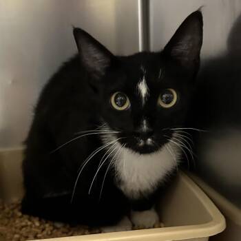 Diamond -  Domestic Short Hair Cat for Adoption in Galveston, Texas - Diamond | PetCurious