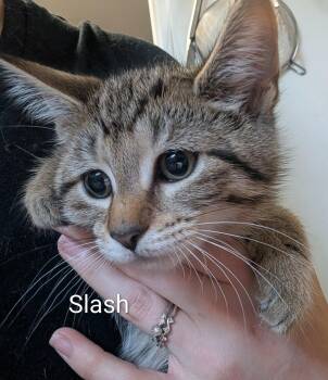 Slash -  Tabby and Domestic Short Hair Cat for Adoption in Spring City, Pennsylvania - Slash | PetCurious