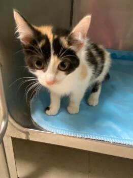 Rescue Domestic Short Hair Cats for Adoption in Morgantown, Kentucky - Autumn | PetCurious