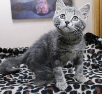 Pugsley -  Tabby Cat for Adoption in Portage, Wisconsin - Pugsley | PetCurious