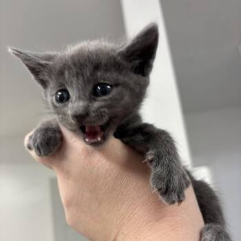 Machine kitten 3 -  Domestic Short Hair Cat for Adoption in Parrish, Alabama - Machine Kitten 3 | PetCurious