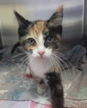 Josilyn Toe Bean Manager -  Domestic Short Hair Cat for Adoption in Brookings, South Dakota - Josilyn Toe Bean Manager | PetCurious